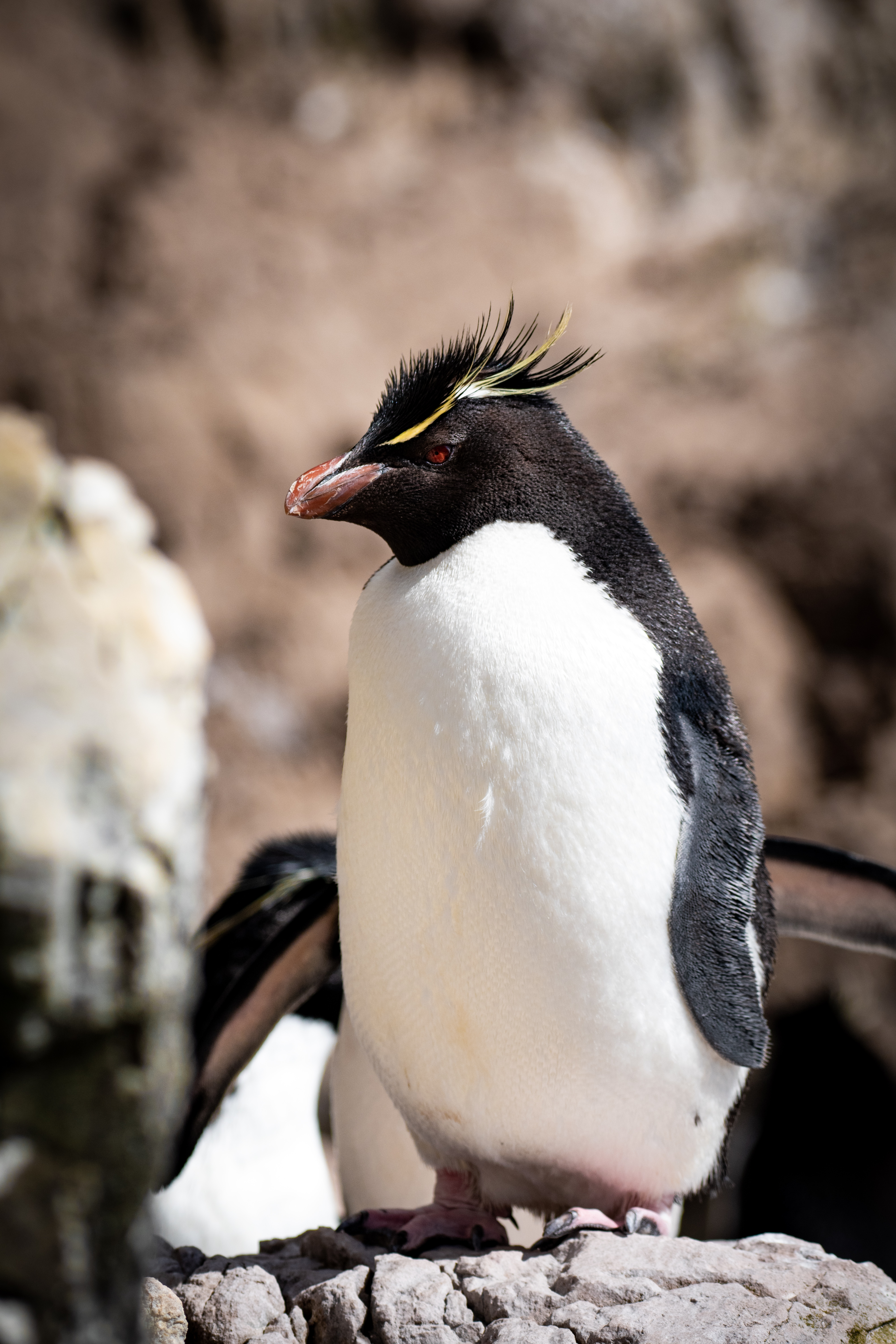 Rockhopper penguin 